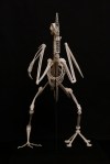 William Stanley - Skeletecture - (Sculpture)